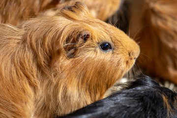 Fototapeta premium Meerschweinchen