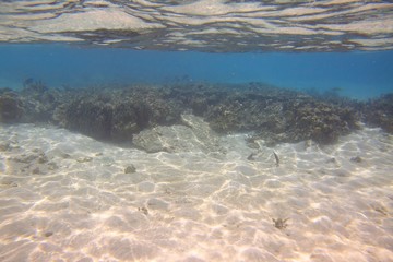 Underwater view of dead coral reefs and beautiful fishes. Snorkeling. Maldives, Indian ocean. 