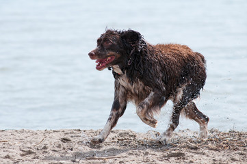 Fototapeta na wymiar Springer Spaniel dog at the beach
