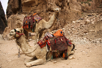 Camels used to transport tourists in the ancient city of Petra, Jordan