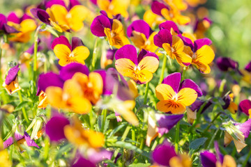 Obraz na płótnie Canvas a pansy bed in beautiful colors