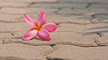 pink flower on the floor in the park
