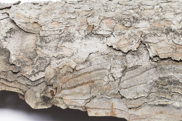 tree bark close-up. tree texture