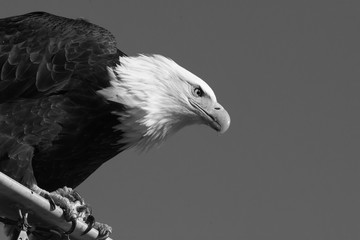 Bald Eagle stares into distance