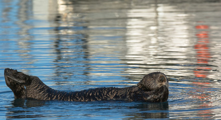 Sea otter preying while arching its back