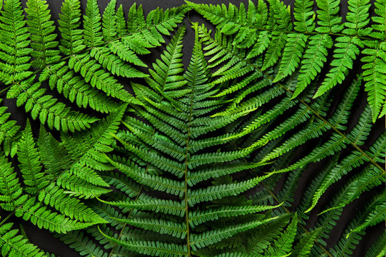 Green fern leaves black background