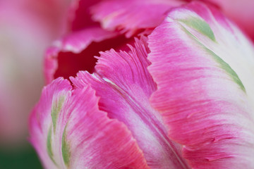 beautiful pink tulip with delicate petals, macro