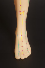 Medical acupuncture model of human leg