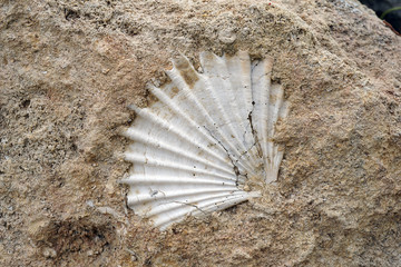 fossil shell in the rock in southern Italy © jekatarinka