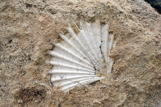 fossil shell in the rock in southern Italy