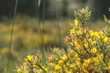 Yellow flowers against the light at sunset with copy space.