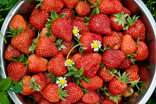 Berries of red fresh strawberries