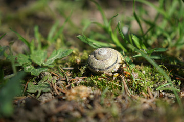 Garden snail