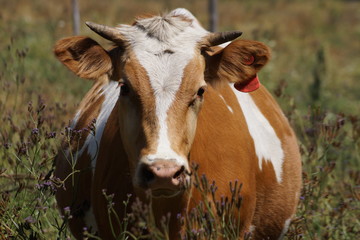 Naturaleza, animales, vacas, patos, cielo, noche, rio, bosque, lago, Nature, animals, cows, ducks,...