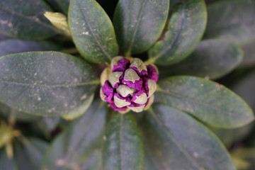 Purple rhododendron