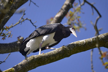 White-bellied Stork (Ciconia abdimii) on branch tree