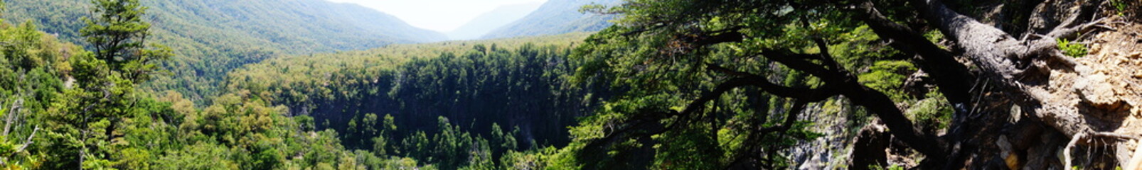 Naturaleza, animales, vacas, patos, cielo, noche, rio, bosque, lago, Nature, animals, cows, ducks, sky, night, river, forest, lake
