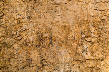 natural background of yellow clay, concept of wildlife, space for copy, closeup