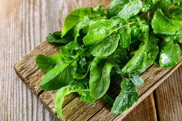 Fresh green home arugula leaves, rucola. Salad.