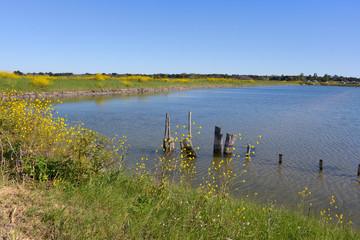 Marsh in Ile de Ré with yellow flowers of black mustard (Brassica nigra), in the Charente-Maritime...