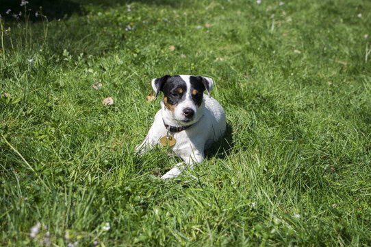 Jack Russell Terrier dog posing in the grass, white brown fur, domestic animal