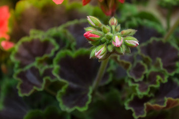 soft focus close bud of rose flower