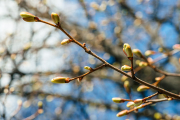 Beautiful linden branches with flowering buds close-up in spring time. Picturesque macro photography of branches of tree in sunny spring day. Colorful background image of buds of leaves of linden.