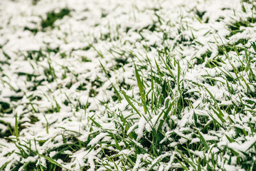 Green grass on lawn, covered with white snow. Crystals of ice on plants. Unexpected snow in springtime. Spring anomaly. Weather phenomenon.
