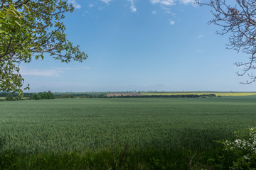 A beautiful landscape, a field of green wheat in Golden Dobrudzha, fluffy white clouds in the sky, a place for advertising. Shallow depth of focus.