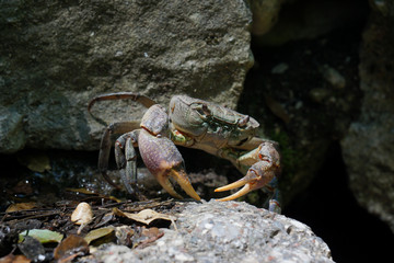 Giant crab in butterfly valley