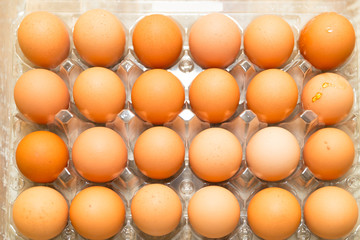 eggs that have just been collected at the farm