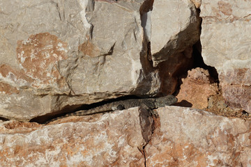 Stellagama hiding between rocks