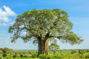 Baobab dans le parc national de Tarangire en Tanzanie. sa taille énorme. sur ciel bleu.