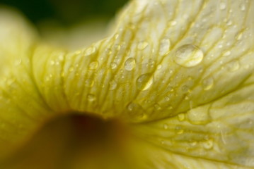 drops of water on a yellow flower macro