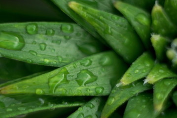 green leaves after rain or dew. Close up