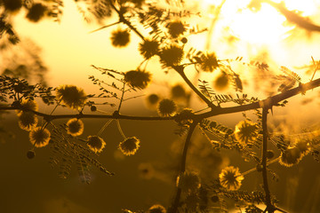 sol contra el aromito