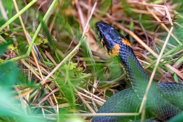 Close-up grass snake or Natrix natrix