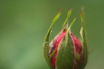 Close-up of wet rose bud in park 