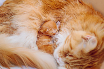 Maine-coon, a small red-haired kitten sleeps with his mother.