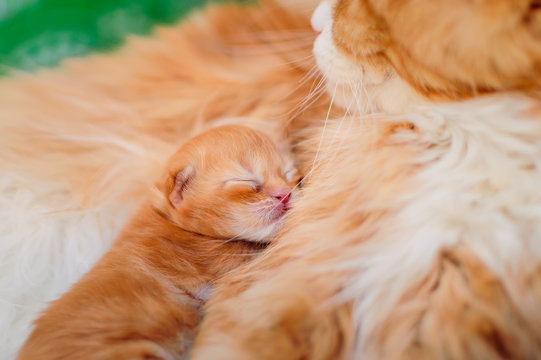 Red cat mother sleeps with her little kitten.