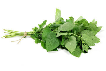 bunch of lemon balm isolated on white background