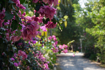 Pink Flowers