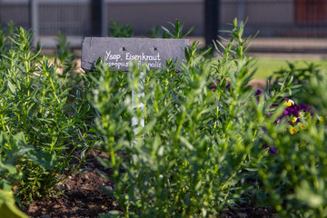 a vervain beet with lettering. Eisenkraut  means in german vervain