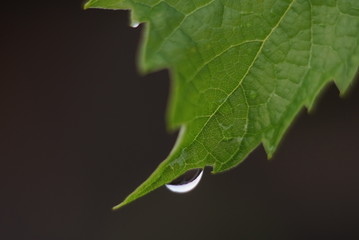 green leaf with dew drops close up