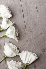 White flowers on a concrete table. View from above. Template for design.