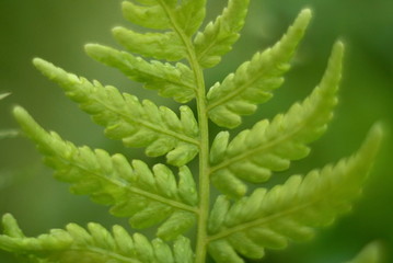  fern leaf close up   