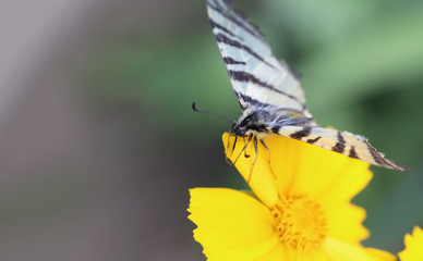 A butterfly-sailboat rests on a petal of a yellow flower ...