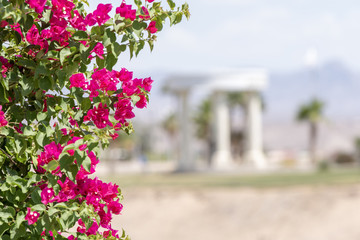 Bougainvillea with a park in the background