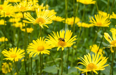Biene auf Gämswurzen