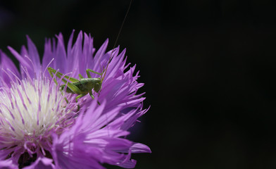 On the violet flower sits a green grasshopper ... with a mustache  
